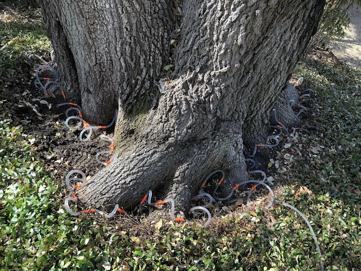 Detailed Tree Cabling and Bracing job site in Dennis Port