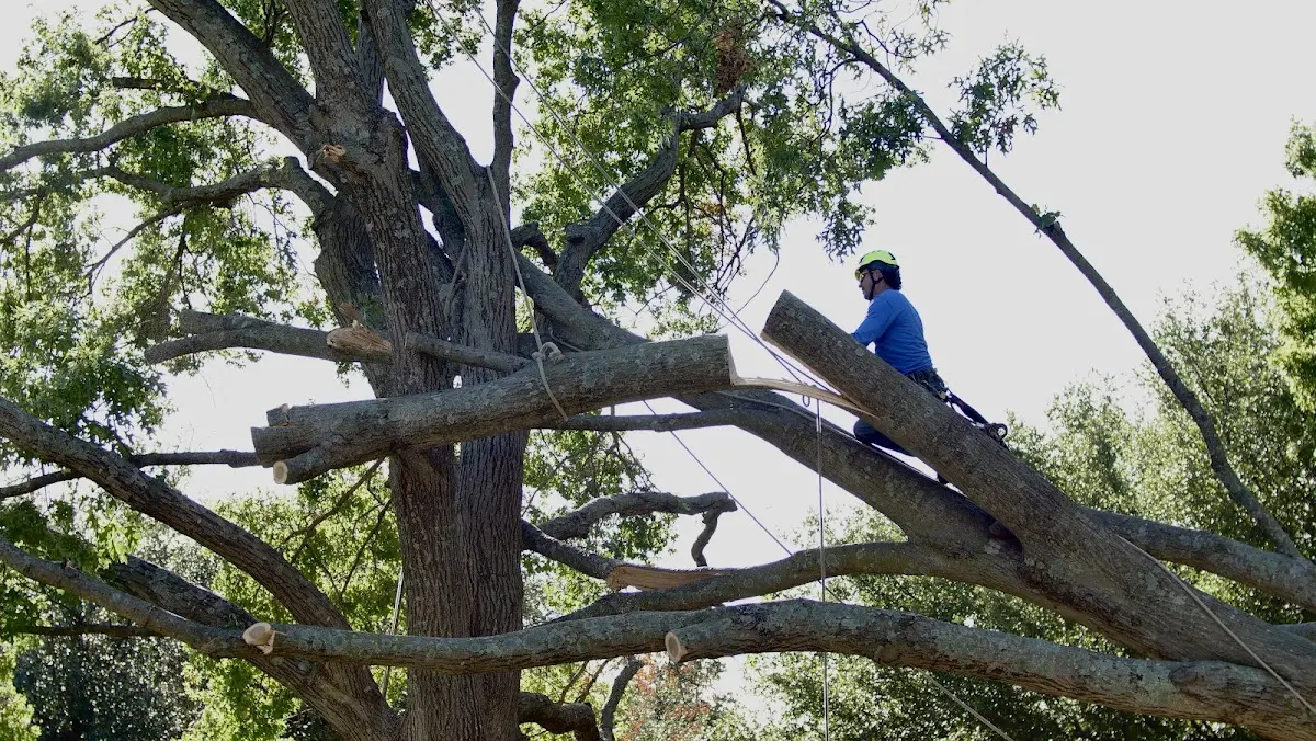 Professional Crown Thinning performed by certified arborists in Dennis Port
