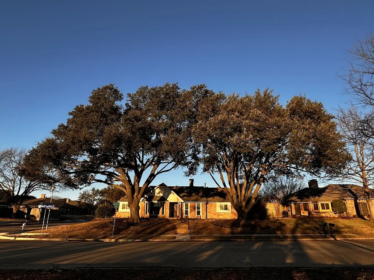 Established residential canopy tree shading a home in Dennis Port